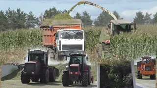 🇧🇾Большая. Уборка кукурузы на силос 2021