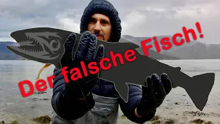 Der falsche Fisch und der Sbirolino!