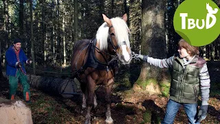 Pferdestärken (Folge 12) | Tiere bis unters Dach | SWR Plus