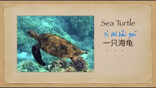 Learn must know sea animals in Chinese 海洋生物