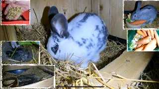 Blau weiß Schecken Kaninchen leitet erste Nestbau Aktivitäten ein und Abendfütterung