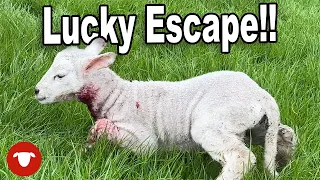 Little LAMB survives FOX ATTACK  |  Day 28 Lambing 23