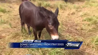 Donkey saves family from stray dogs