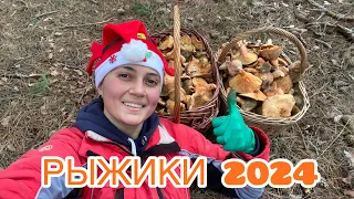 РЫЖИКИ 2024! Как искать? Где искать? Что делать с грибами? Как различить? Ответы