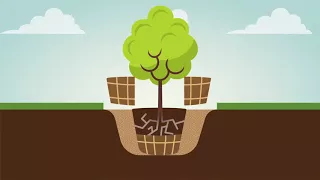 Landscaping 101: How To Plant A Tree