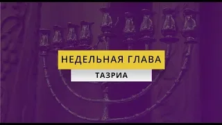 Недельная глава "Тазриа"