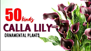 50 VARIETIES CALLA LILY | HERB STORIES