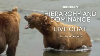 Hierarchy and Dominance in Brown Bears | Brooks Live Chat