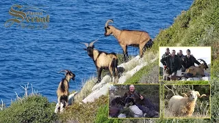 Kri-Kri Hybrid Ibex - Hunting in Croatia - Dugi Otok