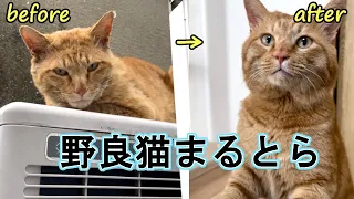 【保護１年】野良猫まるとら出会いから保護までの記録