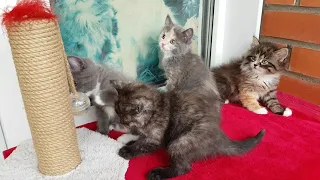 Котята - "спасёныши"с дач.Kittens abandoned alone find a home