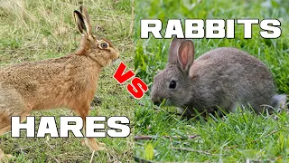 Hares vs Rabbits | What's the Difference? - Animal a Day