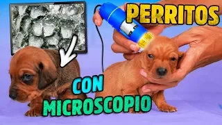 PUPPIES UNDER THE MICROSCOPE | VLOG POLYNESIANS