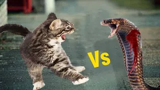Cat vs Snake Fight Comparison || Who Will Win?|| Cat vs Snake Real Fight Video.
