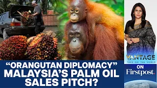 Malaysia's "Orangutan Diplomacy": Latest Plan to Sell Palm Oil? | Vantage with Palki Sharma