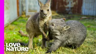 Baby Wombat and Kangaroo are BFFs!  | Oddest Animal Friendships | Love Nature