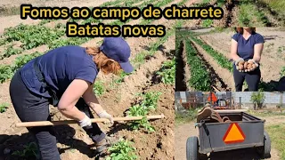 CAVAR BATATAS- LAVRAR