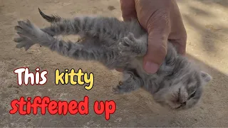 A Stray Kitten Teeters on the Brink of Death Until This Happens