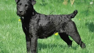 Patterdale Terrier | Facts, History & Characteristics