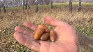 Садим саженцев дуба. С природы не надо только забирать...Нужно еще и отдать.