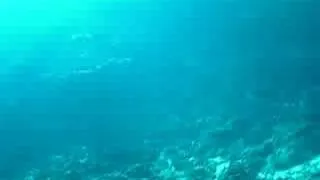 Whales singing in Vava'u Tonga, heard while diving