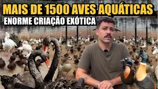 ELAS VARIAM DE 350 a 15 MIL REAIS O CASAL 🦢🦆