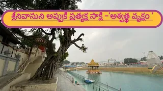 శ్రీనివాసుని అప్పుకి ప్రత్యక్ష సాక్షి -'అశ్వత్థ వృక్షం'