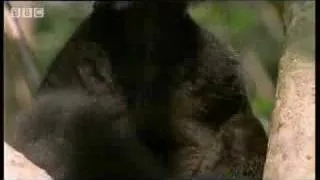 Black lemur on drugs - BBC wildlife