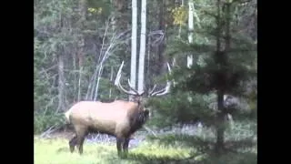 Muzzleloader Elk Hunt in Utah with Scott Limmer - MossBack