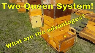 Two queen system-That Bee Man