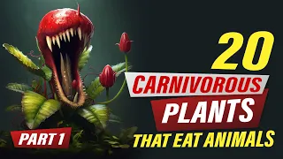 PLANTS THAT EAT ANIMALS, Top carnivorous plants - Part One