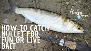 How To Catch Mullet (For Fun Or Live Bait)