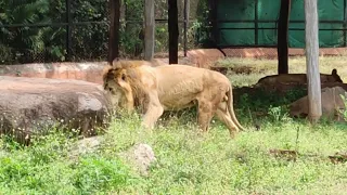 Lion and Leopard in Mysore Zoo