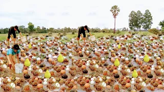 Wow amazing Fishing ! A fisherman Picking lots of snails duck egg and catch Crabs in water at field.