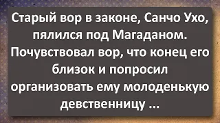 Старый Вор в Законе и Последнее Желание! Сборник Самых Свежайших Анекдотов!