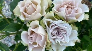 Hypnose rose variety - very interesting even hypnotic florists rose with spray nature of growth