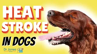 Heat Stroke in Dogs: Signs and Emergency Treatment