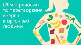 Обмін речовин та перетворення енергії в організмі людини