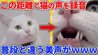 【2ch動物スレ】超至近距離でヌコの声を収録→想像以上の美声が可愛すぎｗｗｗｗｗ