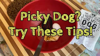 Feeding a Picky Dog: How to fix up Kibble for a Picky Eater