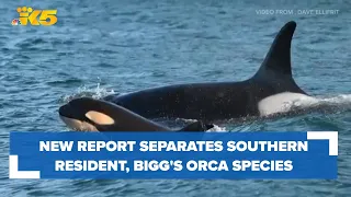 What's the difference between Southern Resident and Bigg's killer whales?