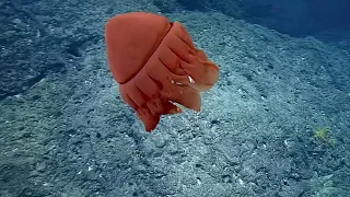 Kupaianaha Orange Jellyfish | Nautilus Live