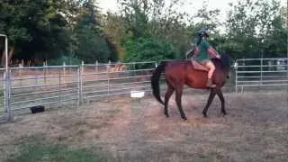 Working Dash in the round pen - 9/18/12