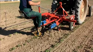 Testlauf Fingerhacke in Baumwolle- Test run Finger weeder in cotton