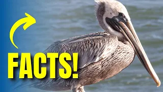 Untangling the Pelican Paradox: A Wildlife Wonder Unleashed