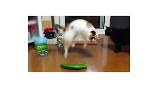 Funniest Animal Videos 😂   Funny Cats and dogs #2023 #2