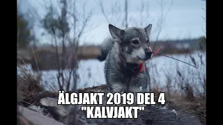 Älgjakt 2019 del 4