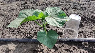 How to Quickly Grow Cucumbers - Part 1