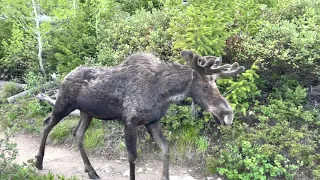 Huge Bull Moose Crosses my path in Grand Teton National Park