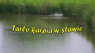 Tarło karpia w stawie - Jak to jest u mnie ? Moje karpie z naturalnego tarła